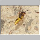 Philanthus triangulum - Bienenwolf w08.jpg